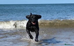 Labrador Retriever dogs for sale: Labrador 2 x boys left FTW Drakeshead Flycatcher   in Blackpool - Image 20