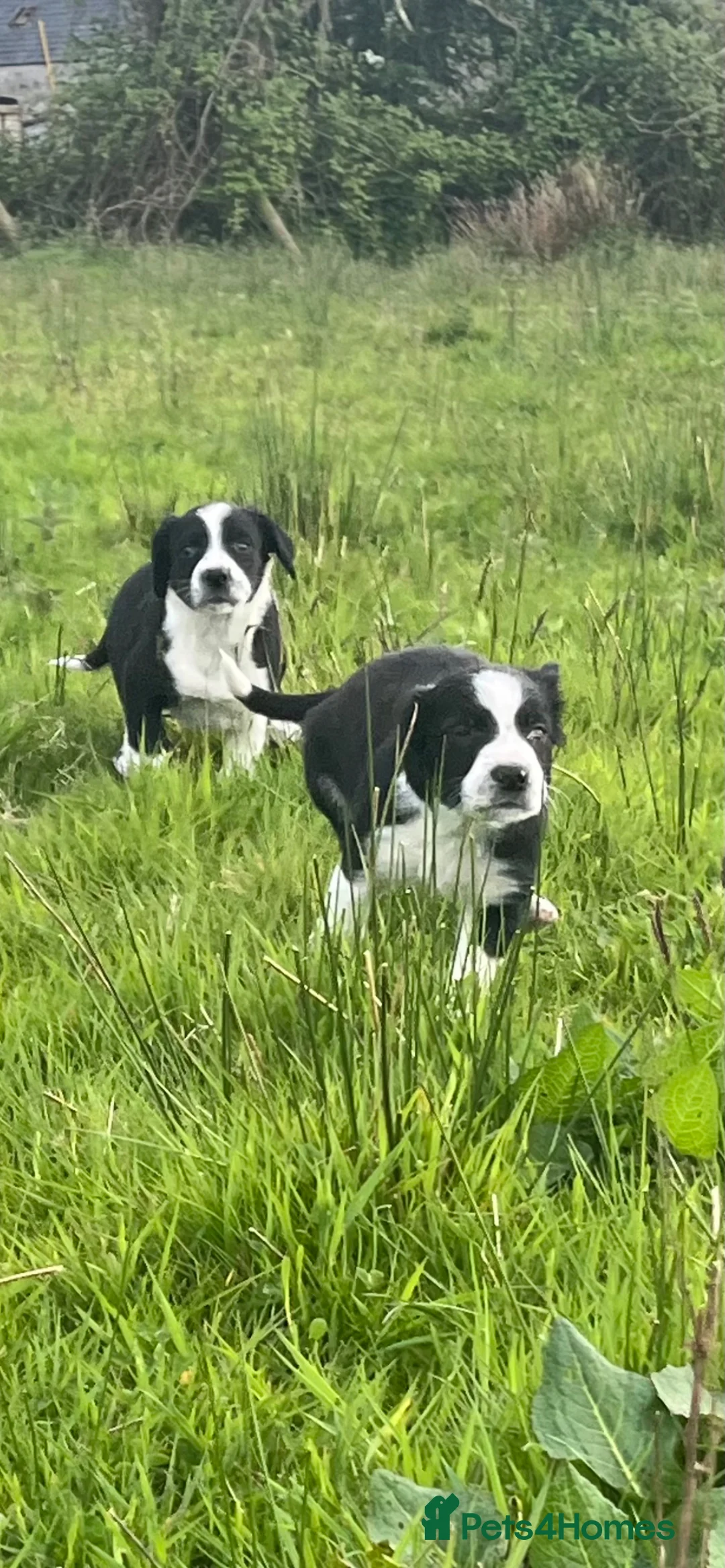 Sprollie dogs for sale: Sprollie Puppies in Holyhead - Advert 2