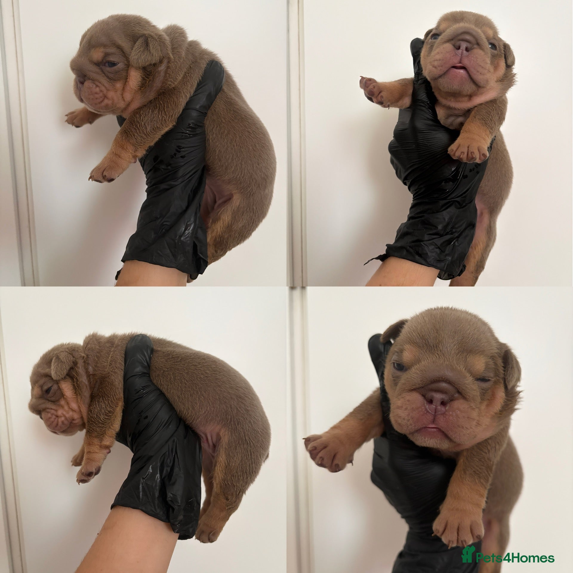 English Bulldog dogs 9 beautiful 5 ⭐️ English bulldogs  - Advert 10