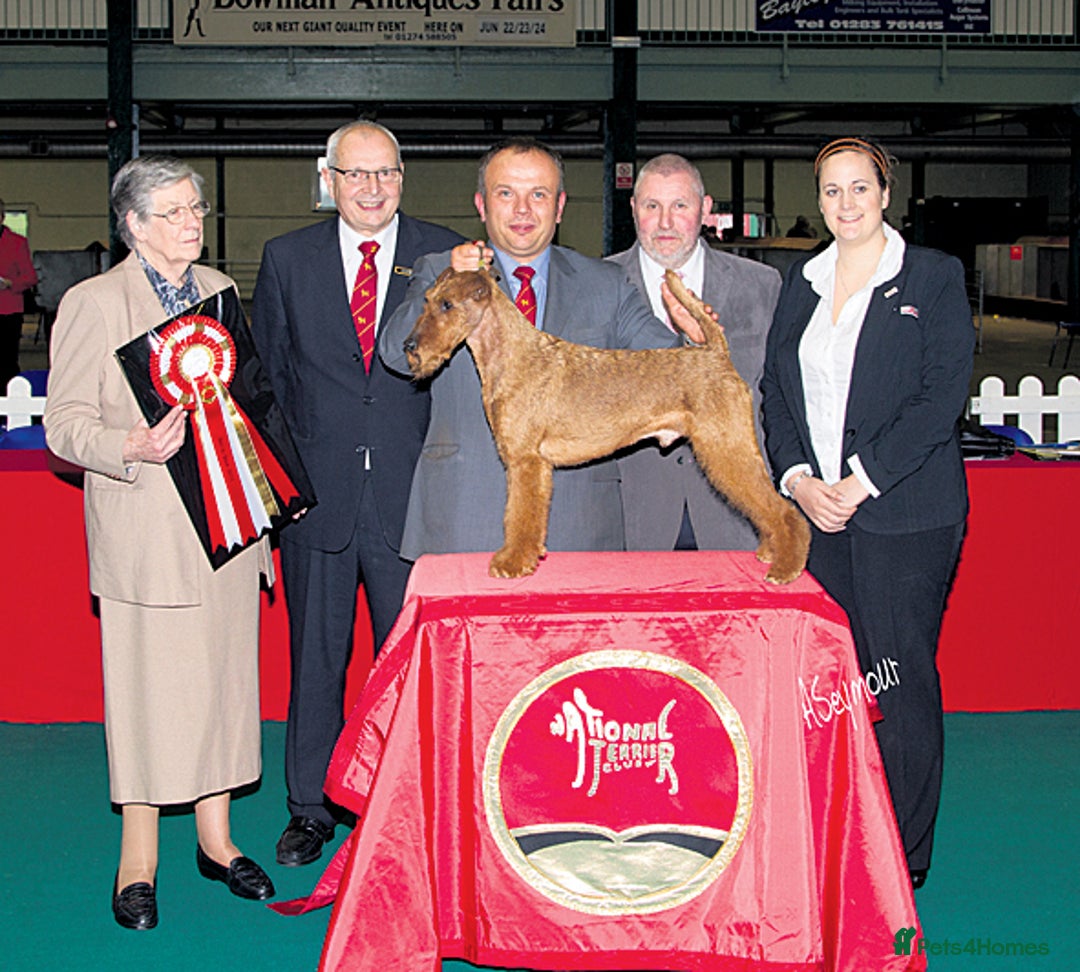 Irish Terrier dogs for sale: Beautiful Champion Lines KC Irish Terrier Puppies - Image 17