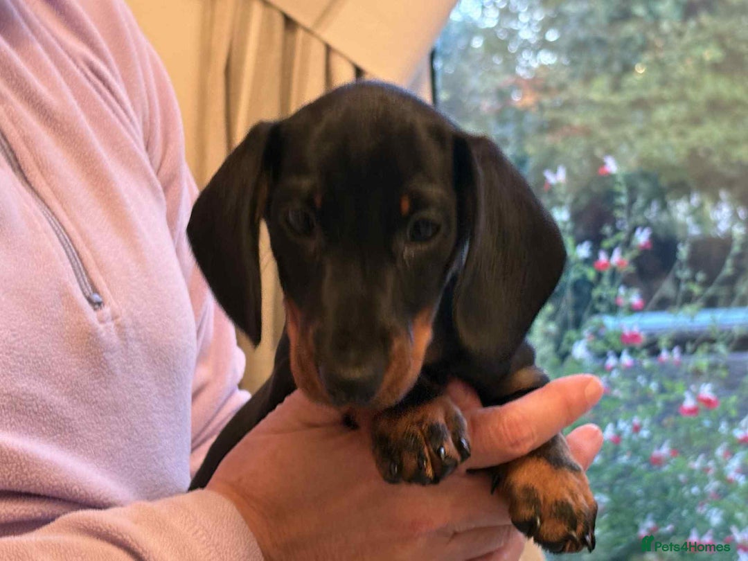 Miniature Dachshund dogs for sale: Kc reg pra clear mini smooth haired dachshund pups - Image 3