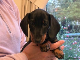 Miniature Dachshund dogs - Advert 7