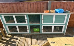 English Lop rabbits for sale: Rabbit with all of his stuff  - Image 1