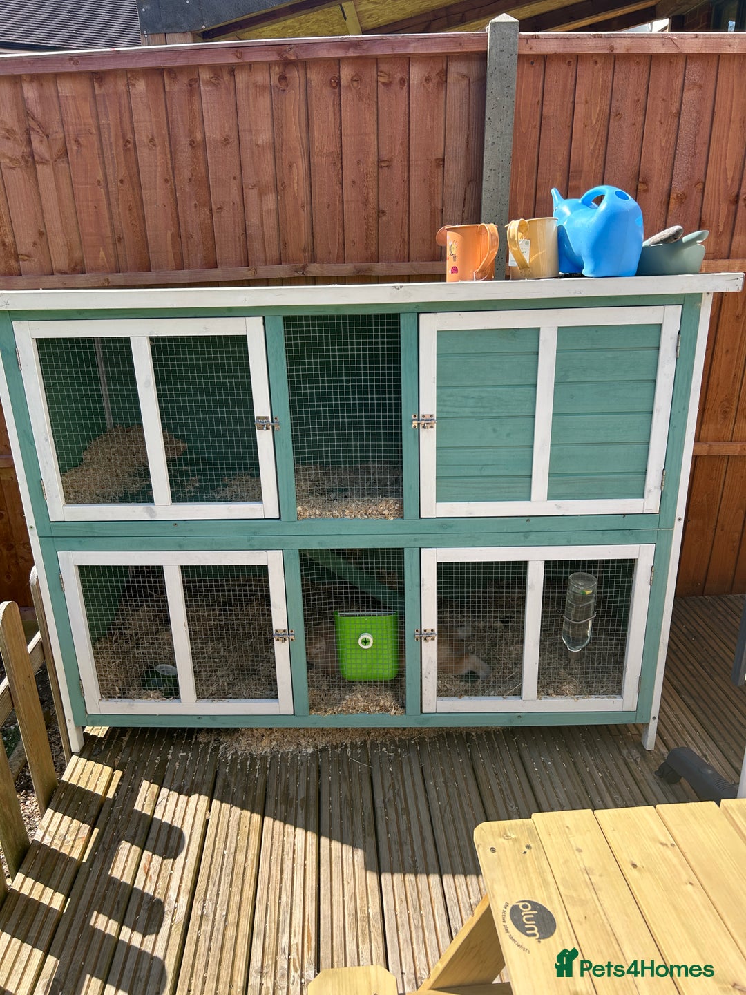 English Lop rabbits for sale: Rabbit with all of his stuff  - Image 1