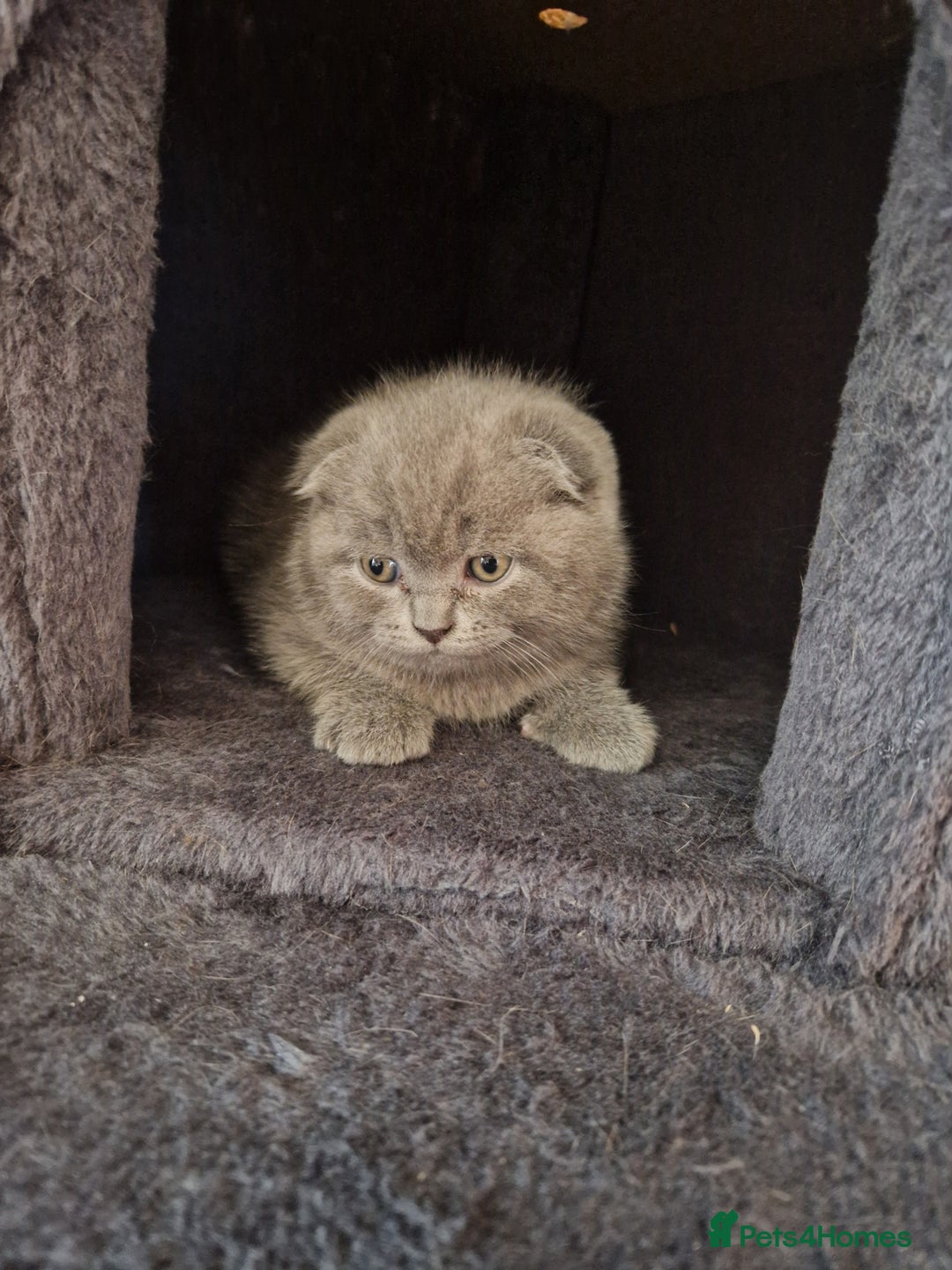 Scottish Fold cats for sale: Scottish fold, straight girls, boys, lilac blue  - Advert 2
