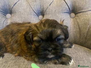 Shih Tzu dogs pure breed shih tzu puppies - Advert 2