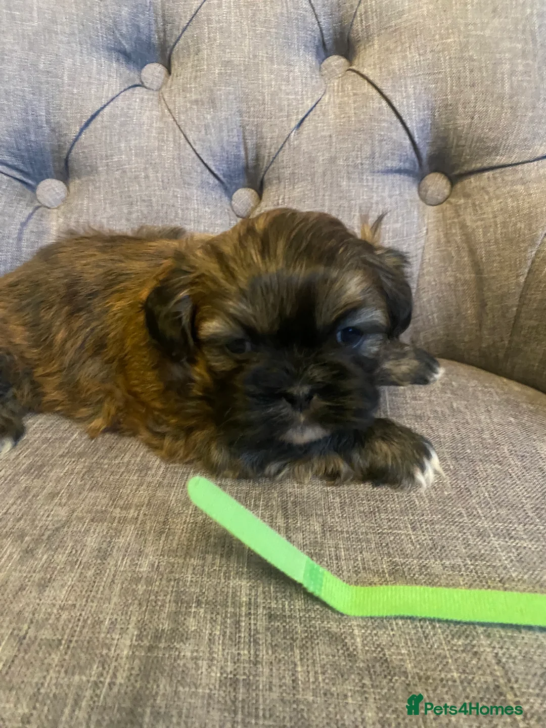 Shih Tzu dogs for sale: pure breed shih tzu puppy , only 1 left - Advert 15