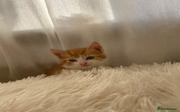 Mixed Breed cats for sale: 3 gorgeous ginger kittens available  - Image 8