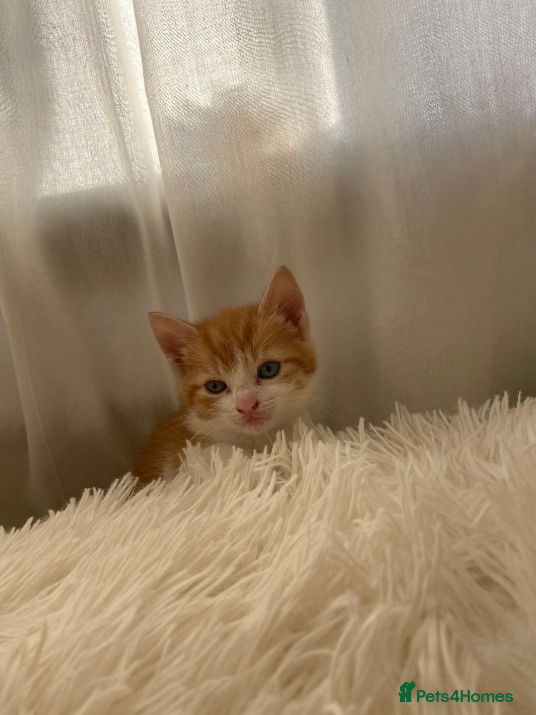 Mixed Breed cats for sale: 3 gorgeous ginger kittens available  - Image 8
