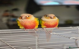Conures birds for sale: Pineapple conures. Must go together. - Image 4