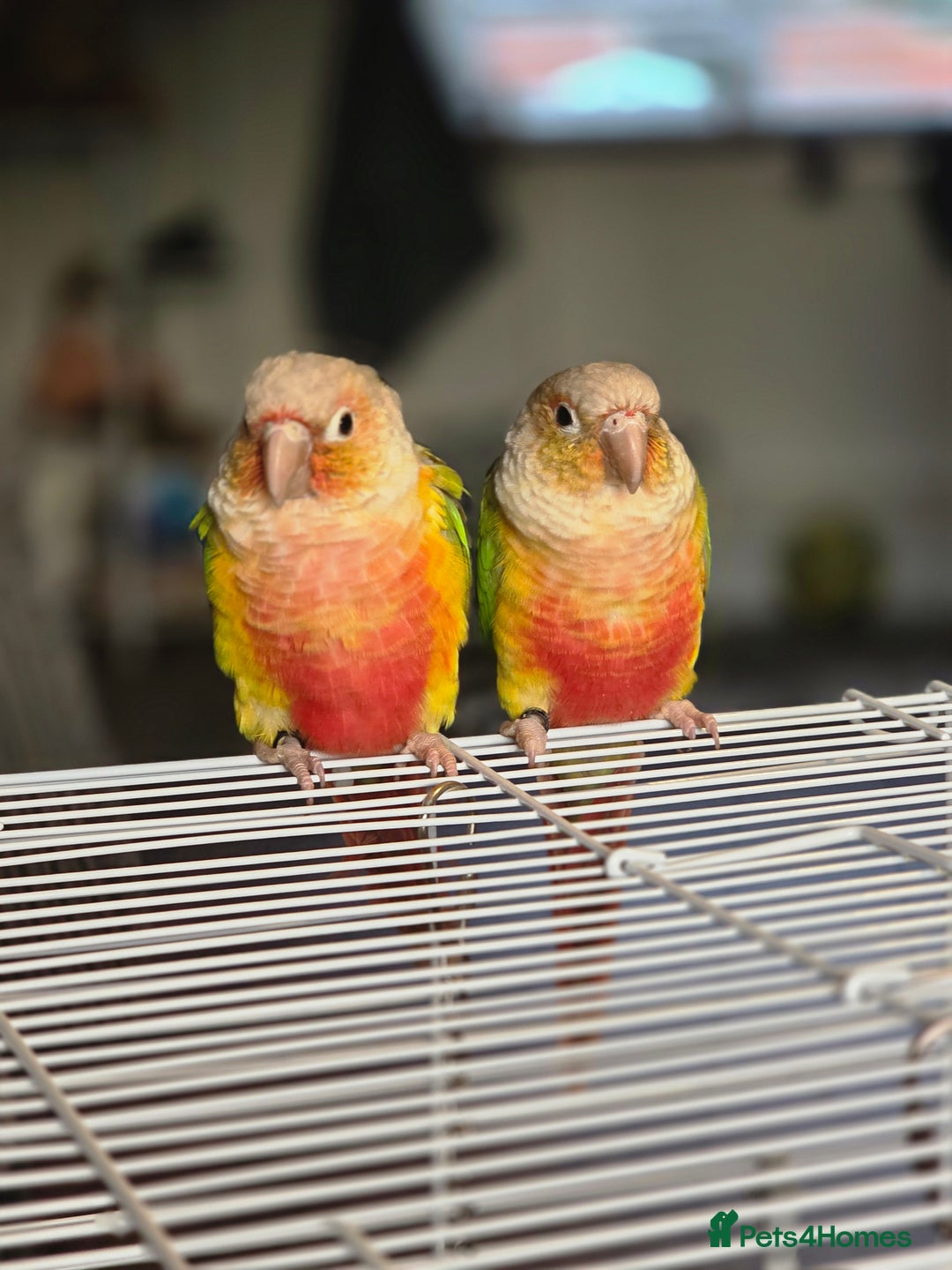 Conures birds for sale: Pineapple conures. Must go together. - Image 4