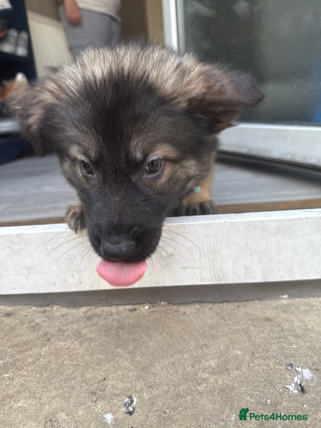 German Shepherd dogs for sale: READY NOW! German Shepherd x Belgian Malinois - Image 5