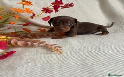 Miniature Dachshund dogs for sale: Beautiful chocolate and tan miniature dachshund  - Image 3