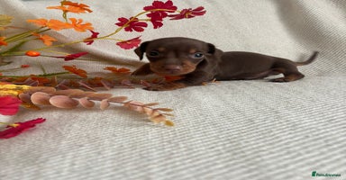 Miniature Dachshund dogs - Advert 9