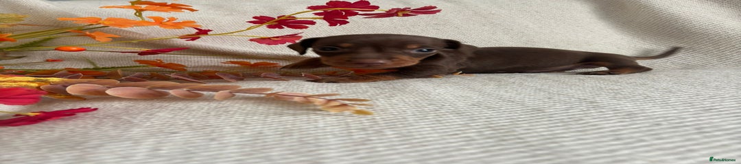 Miniature Dachshund Puppy 5