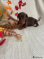 Miniature Dachshund dogs - Advert 9