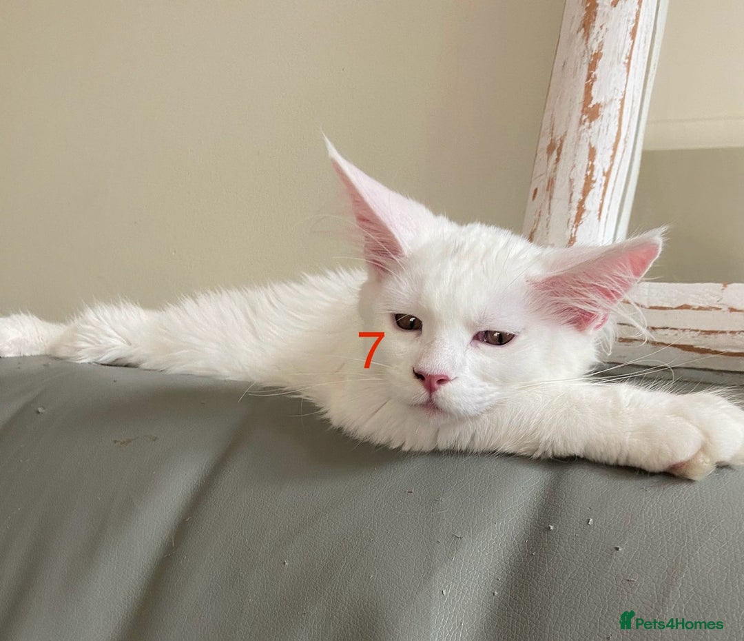 Maine Coon cats for sale: TICA Maine Coon Russian - Image 11
