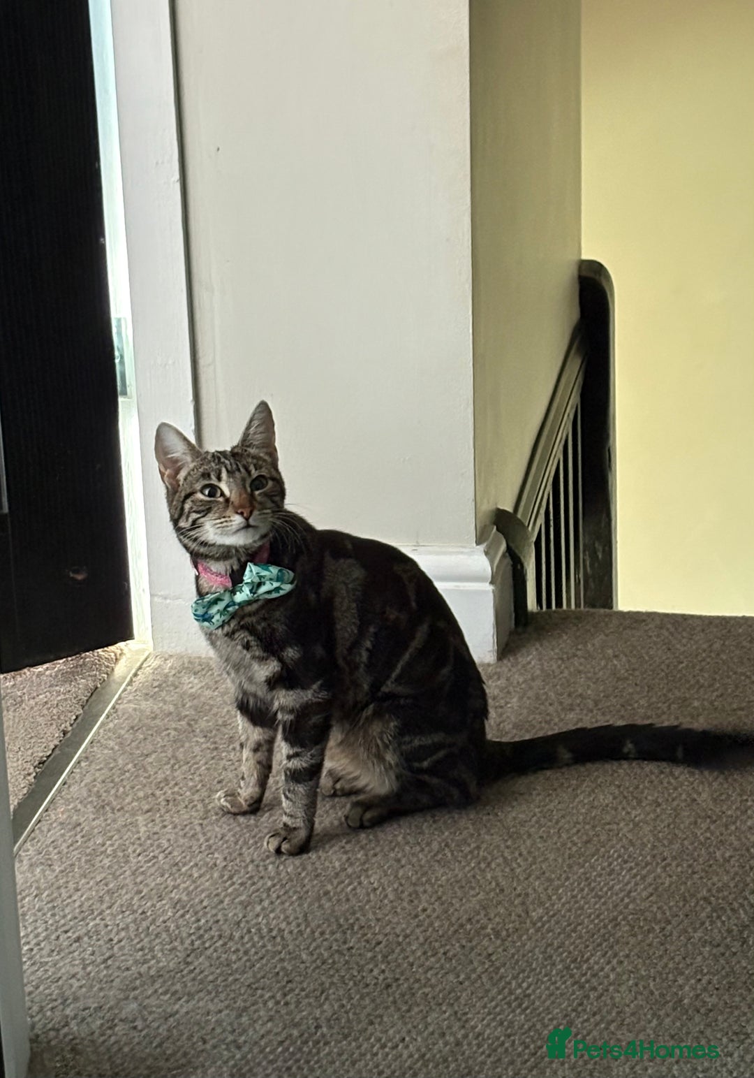 Mixed Breed cats for sale: 1 Ginger male and 1 black female remaining  - Image 8