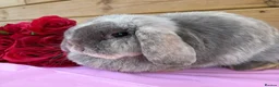 Mini Lop rabbits for sale: Well Socialised Mini Lops - Advert 2