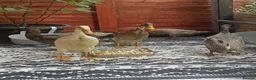 Mixed Breed livestock for sale: Indian Runner ducks  - Advert 15