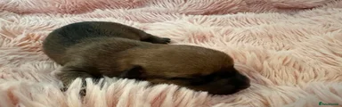 Chiweenie Puppy 5