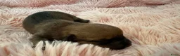 Chiweenie dogs for sale: 🐾 Pocket-Sized Pups Looking for Loving Homes! 🐾  - Advert 4