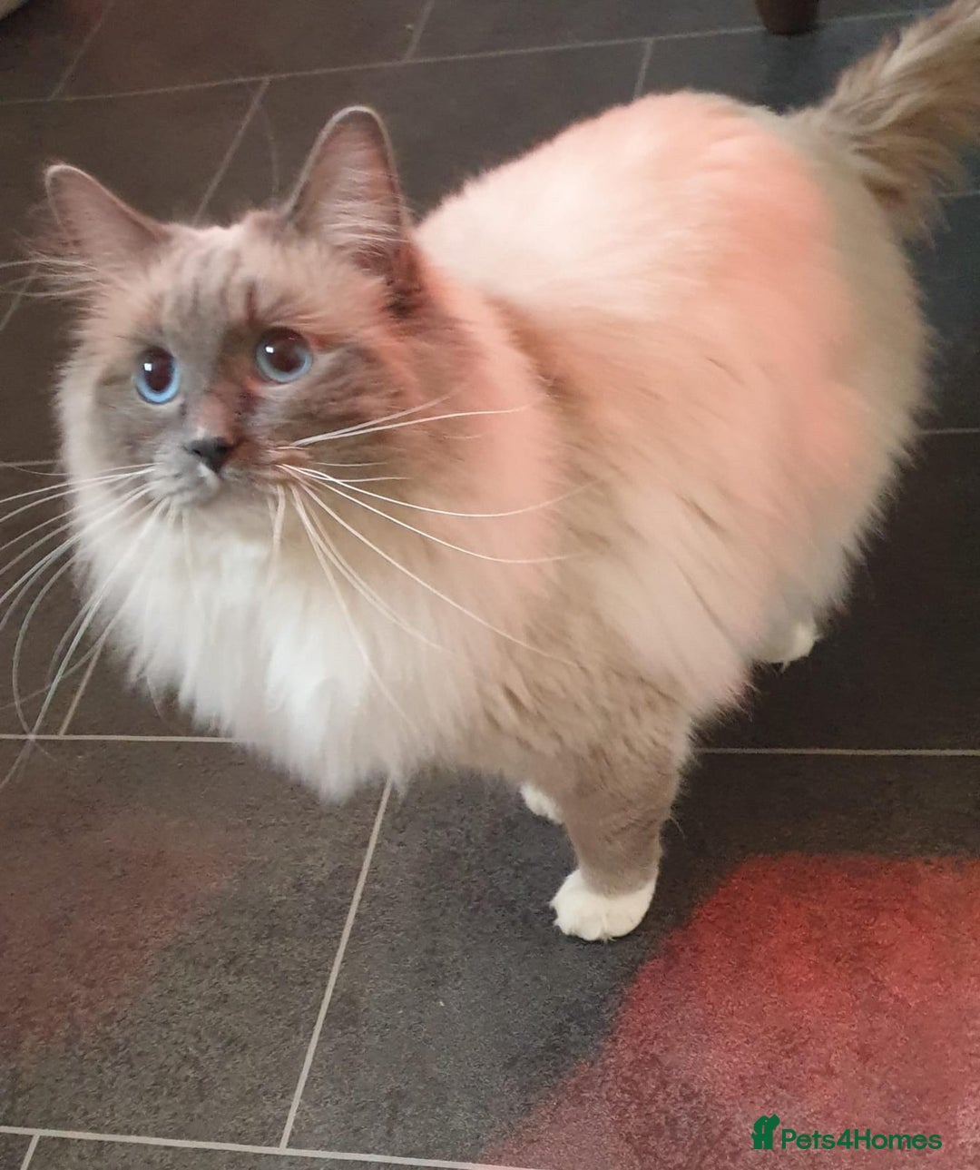 Ragdoll cats for stud: ❤️ Magnificent GCCF Active Registered Stud ❤️ in Preston - Advert 9