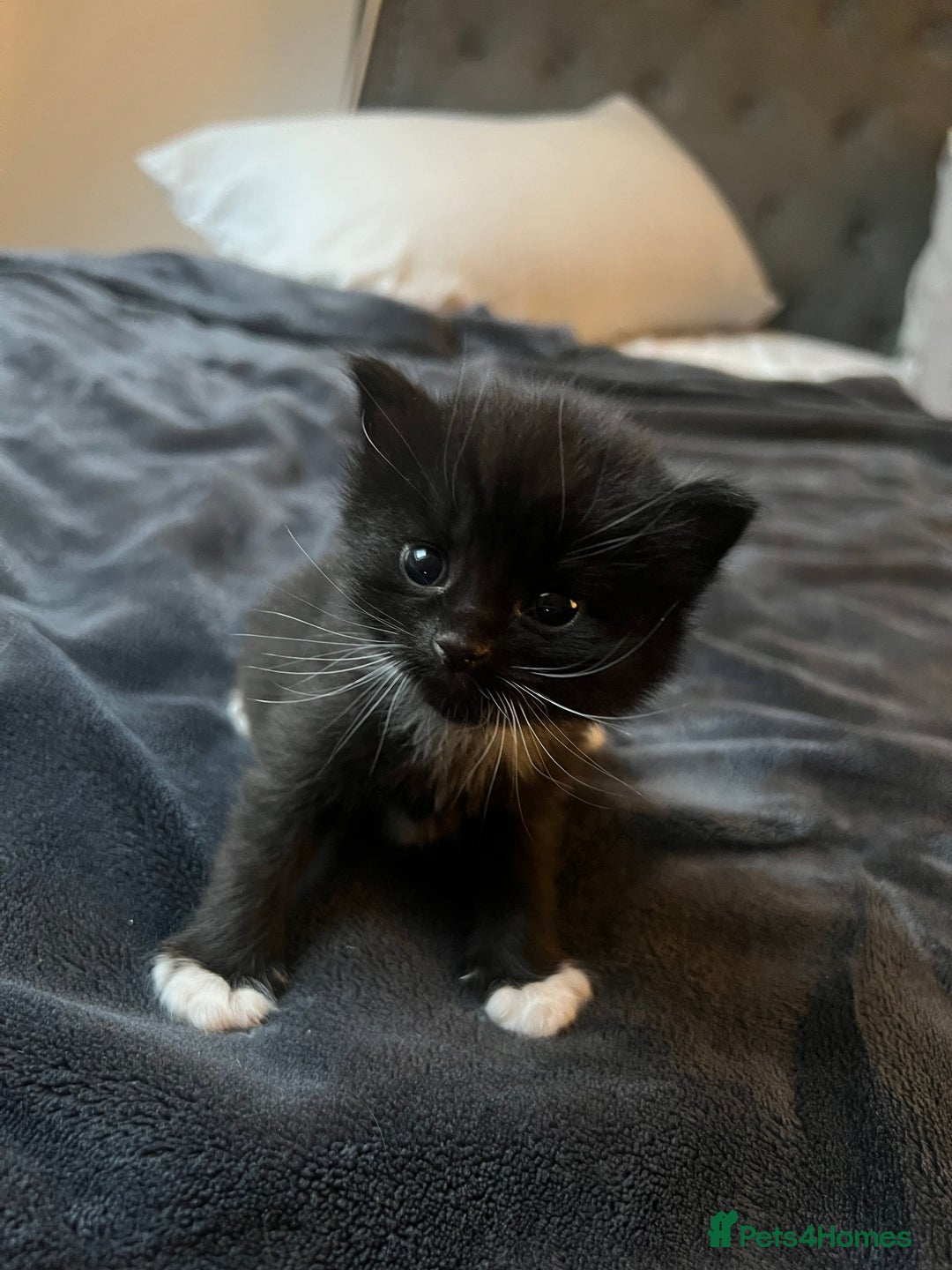 Mixed Breed cats for sale: Black and white kitten - Image 3