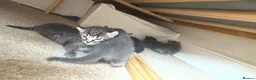 American Curl cats for sale: American curly ear max British shorthair - Advert 10