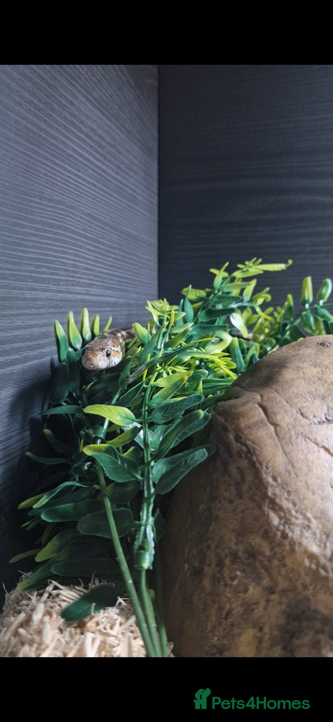 Corn Snake reptiles Merlin The Corn Snake - Advert 2