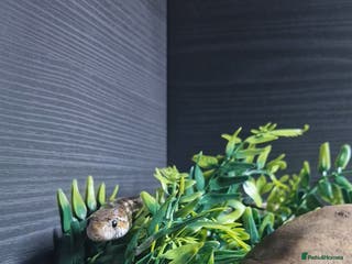 Corn Snake reptiles Merlin The Corn Snake - Advert 2