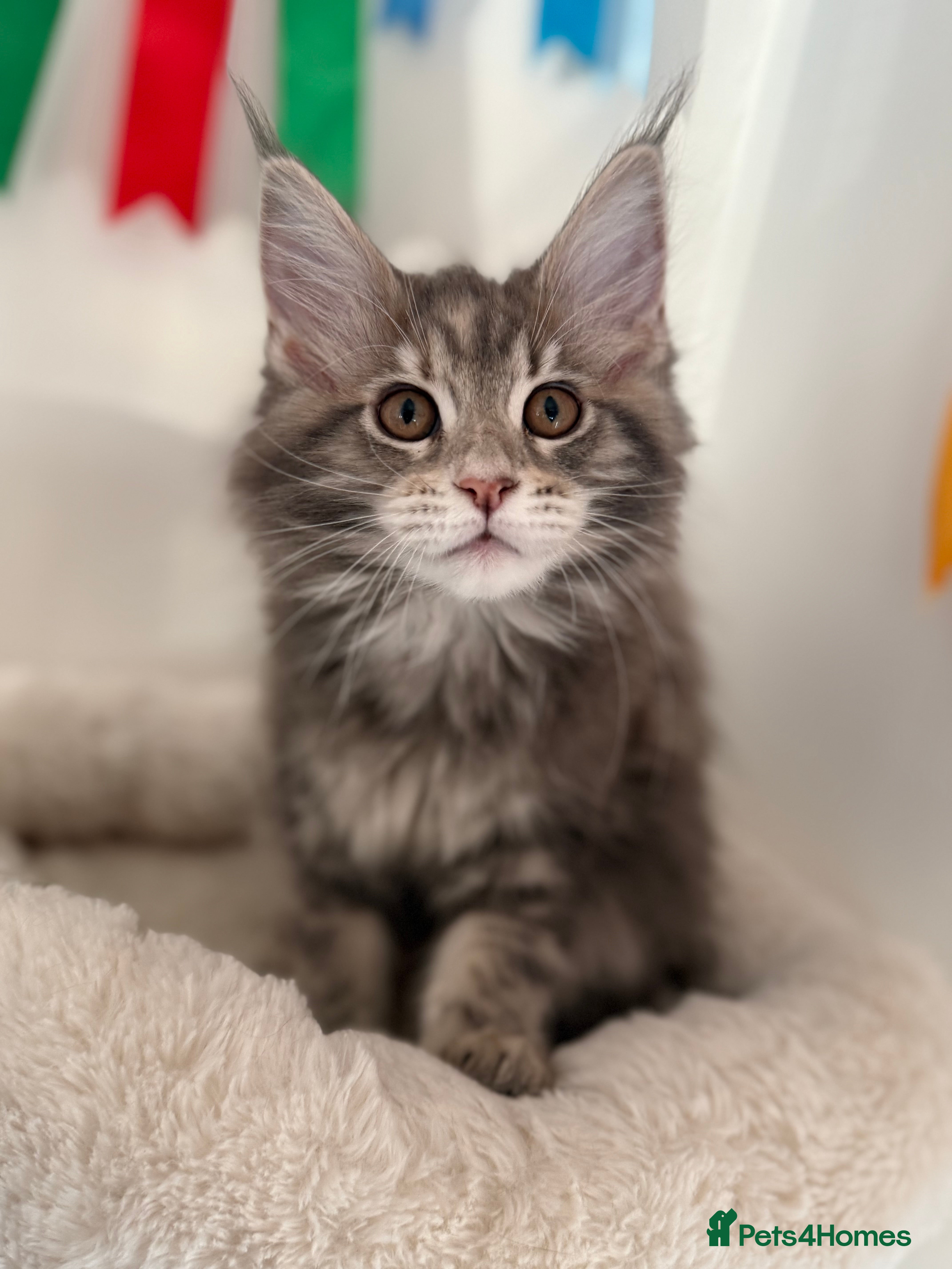 Maine Coon cats Beautiful GCCF registered Maine coon Kittens  - Advert 2