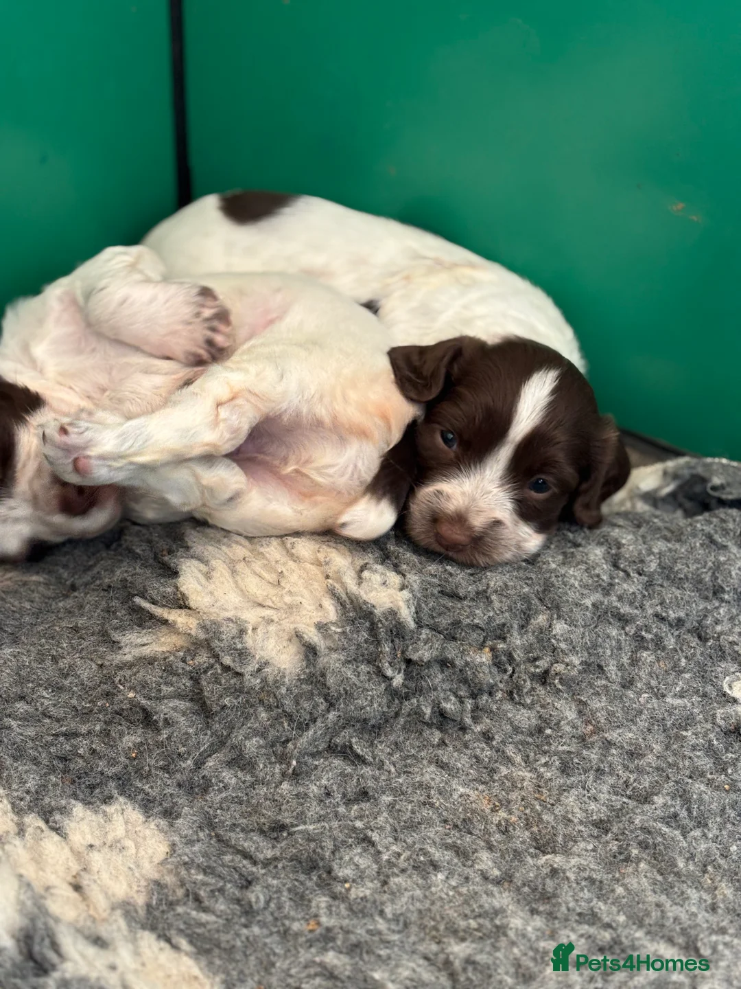 Sprocker dogs for sale: Sprocker bitch puppies  - Advert 12