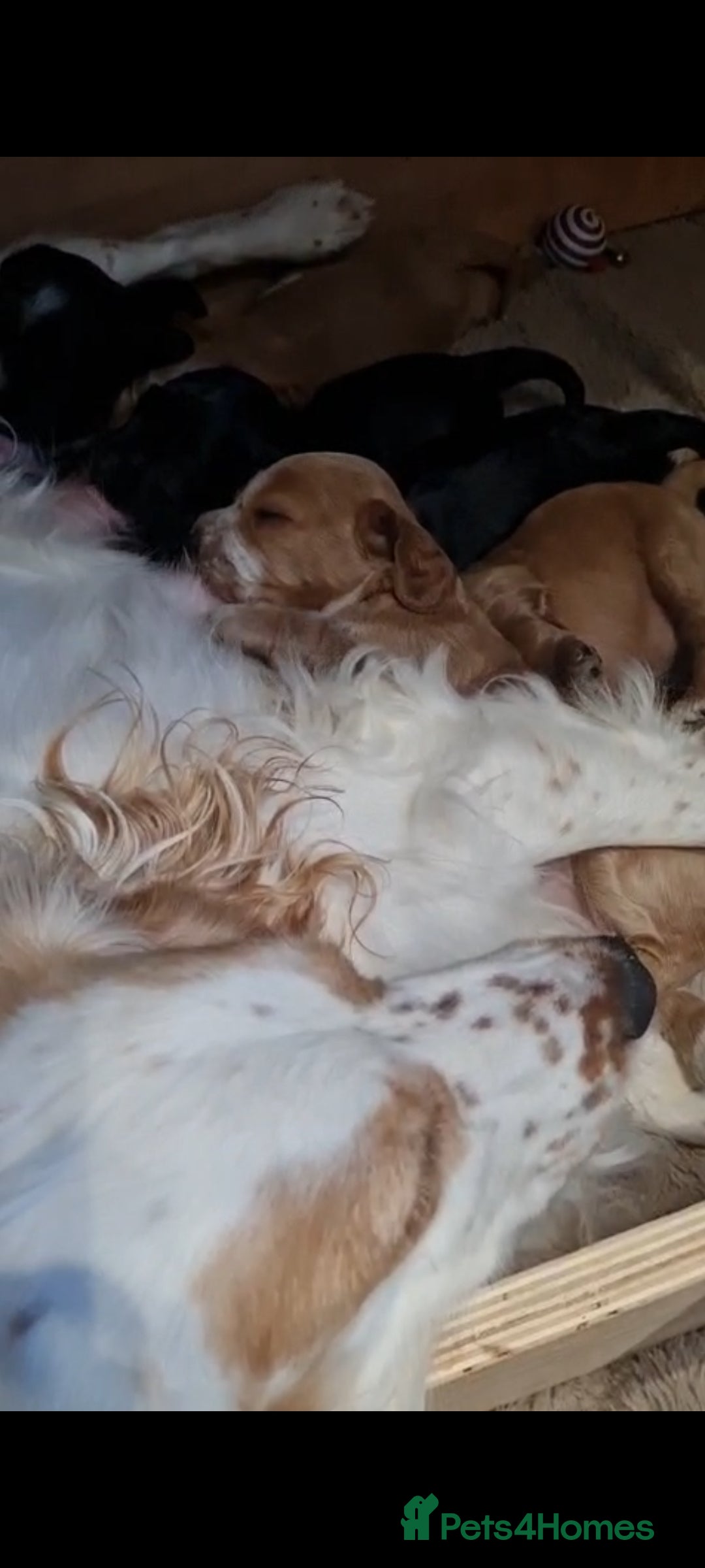 Cocker Spaniel dogs for sale: Gorgeous litter of cocker spaniels - Advert 10