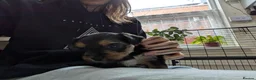 Yorkshire Terrier dogs for sale: 2 beautiful Yorkies in Birmingham - Advert 13