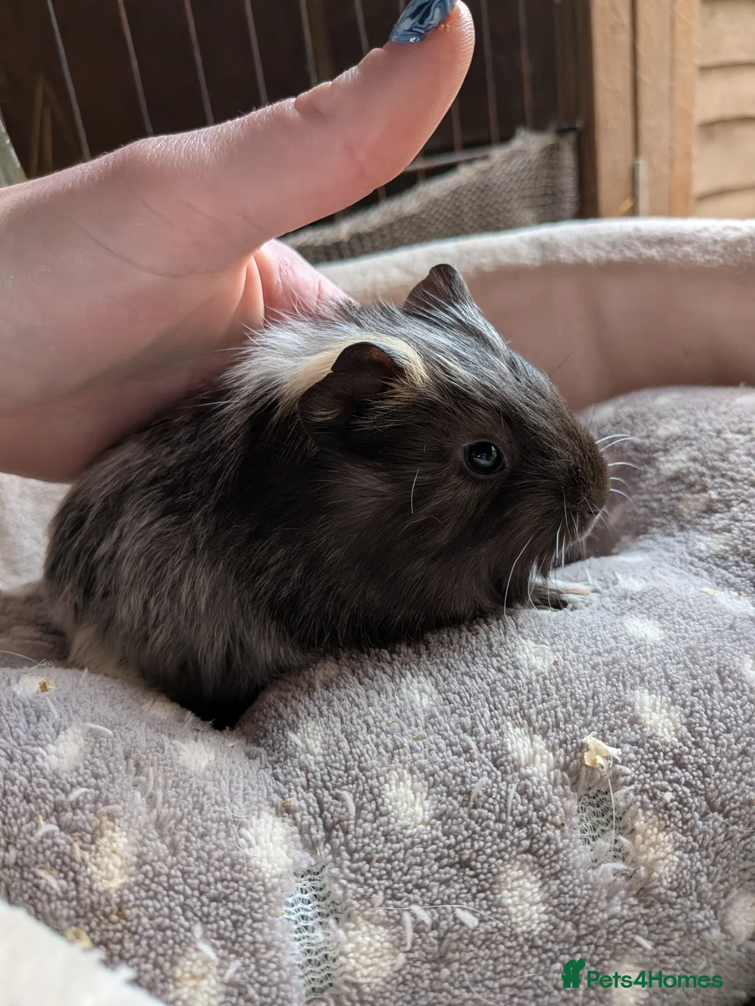 Guinea Pig rodents for sale: Baby boy guinea pigs  - Advert 2