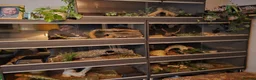 Python Snake reptiles for sale: Royal Python for pet home complete set up - Advert 7