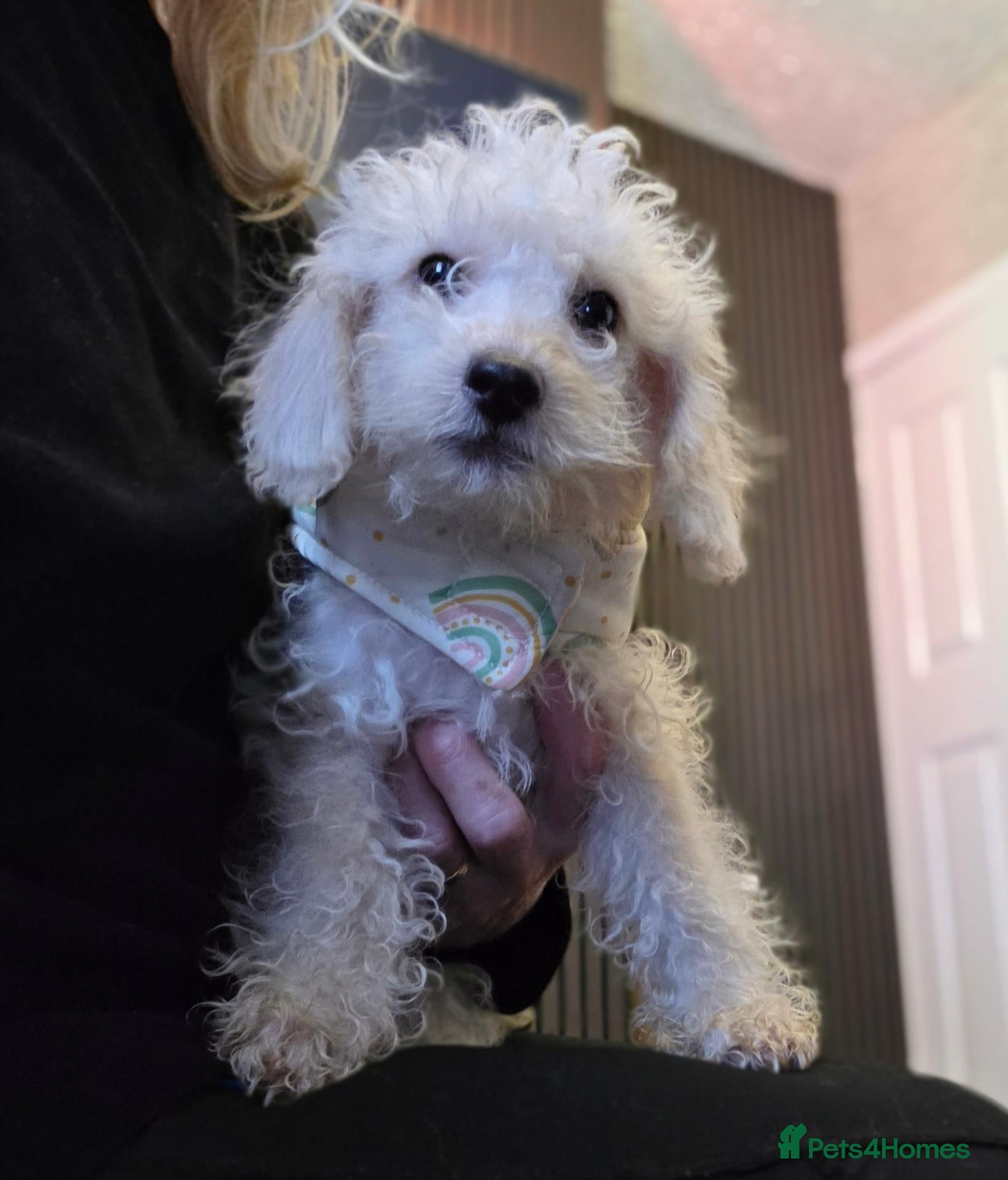 Jackapoo dogs Toy poodle 3/4 puppies  - Advert 2