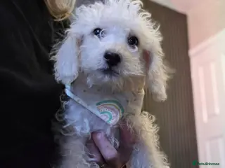 Jackapoo dogs Toy poodle 3/4 puppies - Advert 2