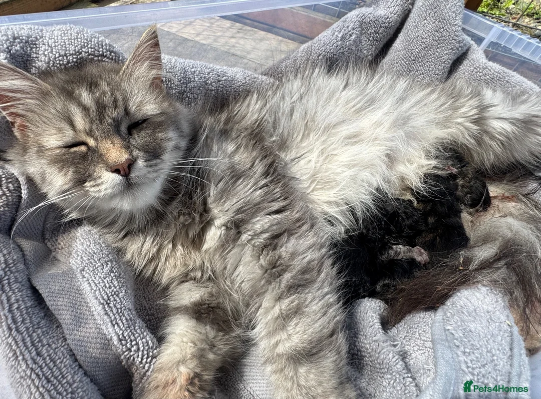 Siberian cats for sale: Siberian Kittens (group 2) in Beith - Advert 1