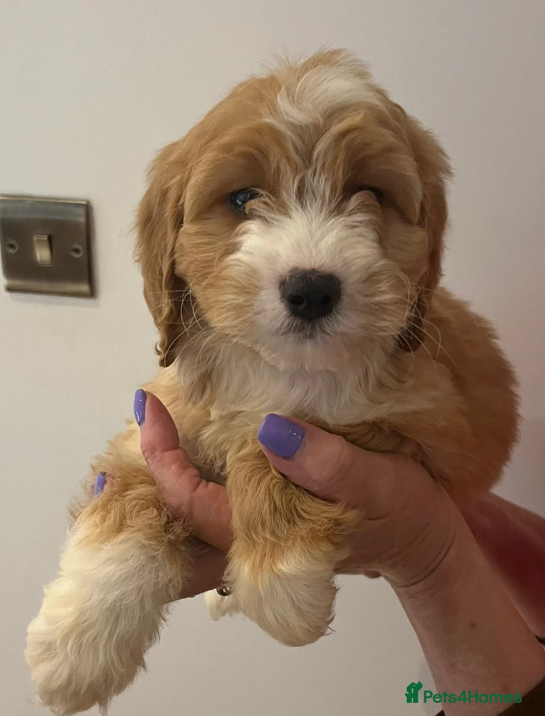 Cockapoo dogs for sale: F1 cockepoo  - Advert 2