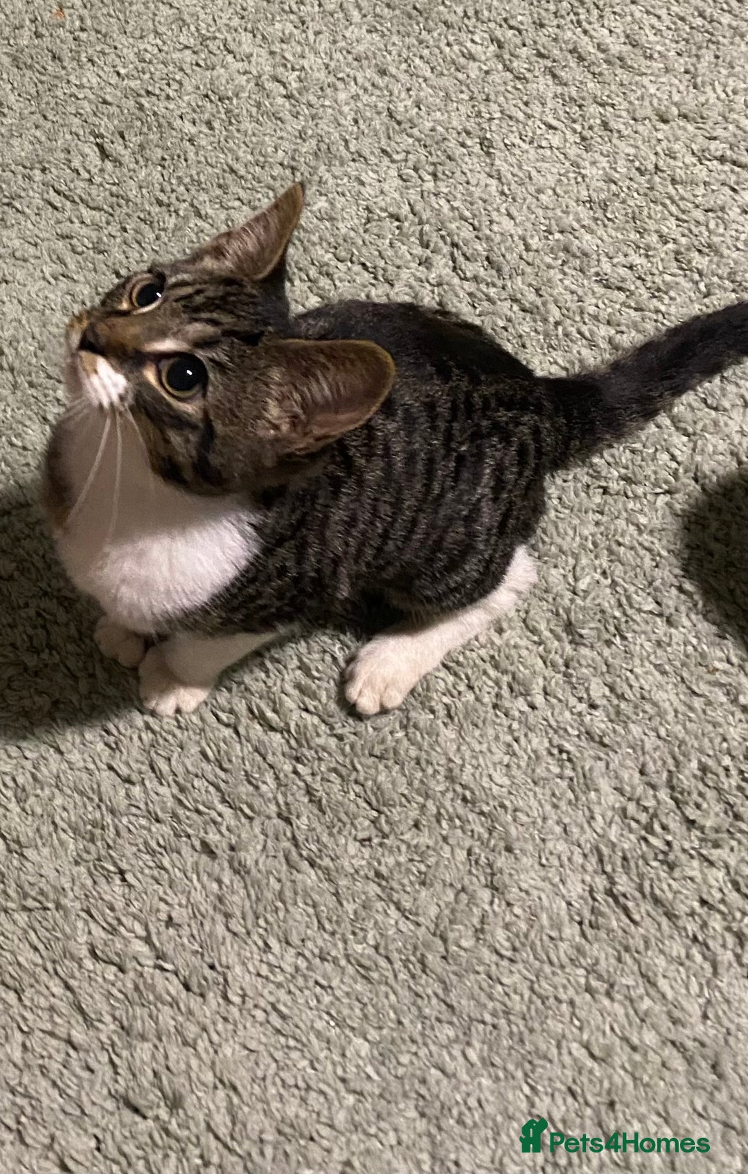 British Shorthair cats for sale: Kitten looking for forever home - Advert 3