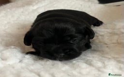 Patterjack dogs for sale: Gorgeous/ Patterjack x Patterdale pups ♥️ - Image 15