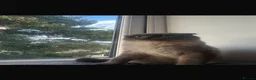 Scottish Fold cats for sale: Male scottish fold- URGENT SALE - Advert 8
