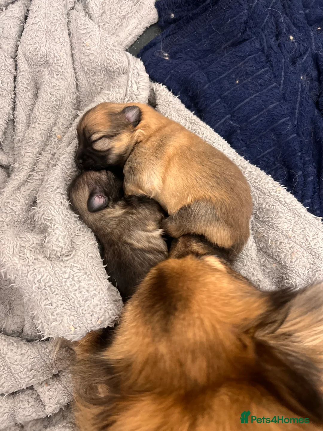 Pomeranian dogs for sale: Pomeranian Puppies - Advert 5