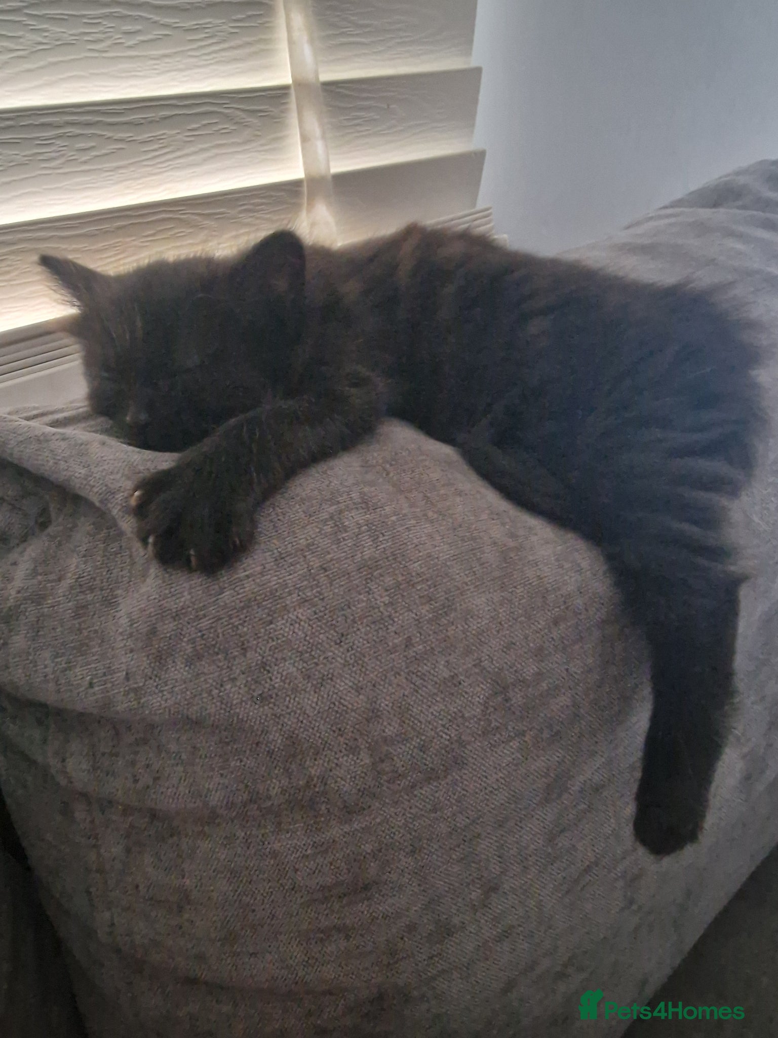 Mixed Breed cats Long hair kittens - Advert 4