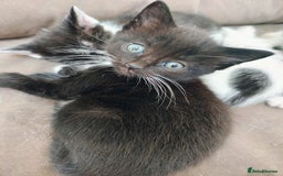 Mixed Breed cats for sale: 8 weeks old Kitten, Female - Image 14