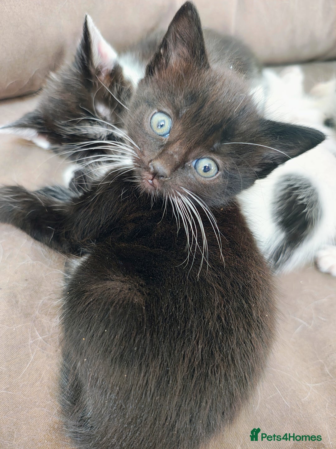 Mixed Breed cats for sale: 8 weeks old Kitten, Female - Image 14