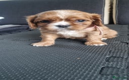 Cavalier King Charles Spaniel dogs for sale: Cavaliers King Charles spaniels - Image 26