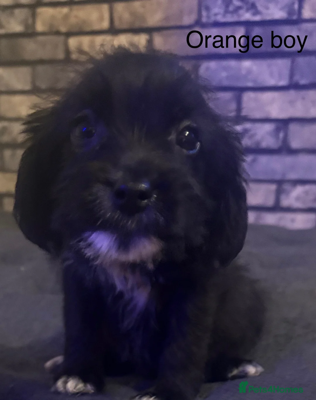 Cockapoo dogs for sale: Beautiful cockapoo puppies  - Advert 17